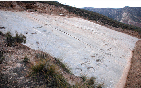 An outcrop showing a Sauropod trackway (Yanguoxia site, China).