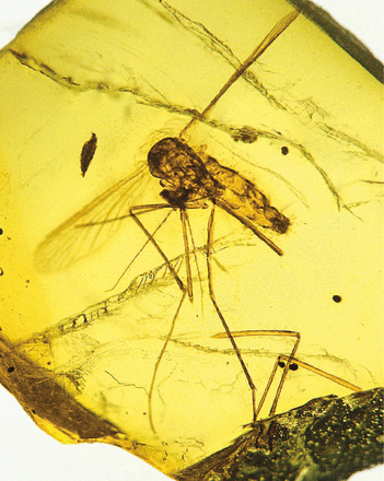 Mosquito fossil preserved in amber.