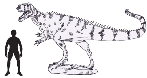 A scale drawing of the Theropod dinosaur Metriacanthosaurus.