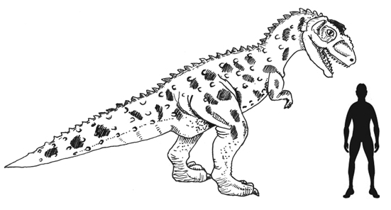 A scale drawing of a typical abelisaur (Rugops)