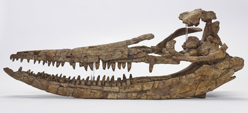 A wonderful conservation example, the rebuilt Ichthyosaurus skull.