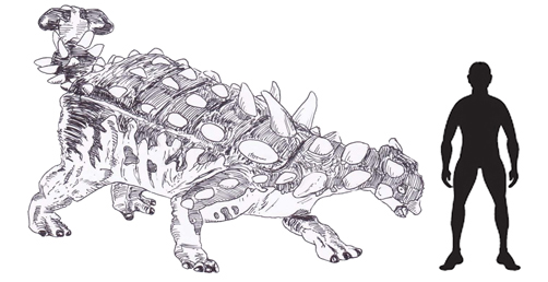 A scale drawing of Euoplocephalus tutus.