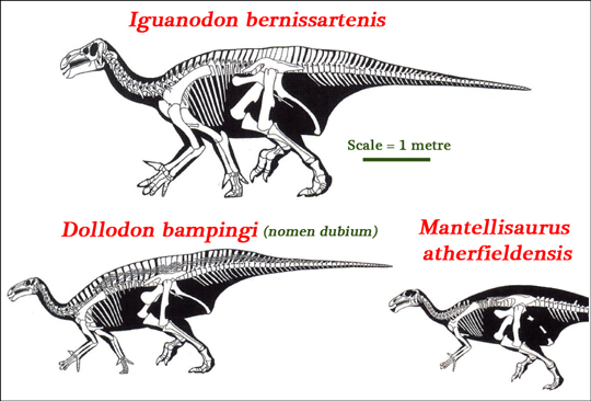 Iguanodontid comparisons. D. bampingi is regarded as Nomen dubium.