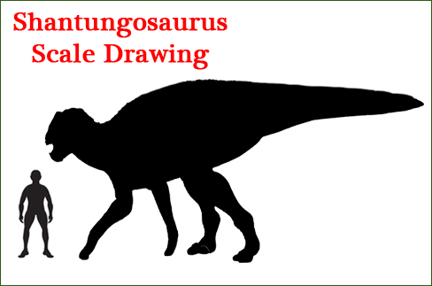 A scale drawing of Shantungosaurus.
