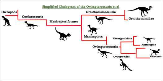 A simplified cladogram of the Oviraptorosauria.