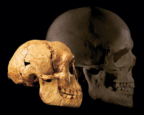 The skull of H. floresiensis reveals a brain about the size of a chimps.