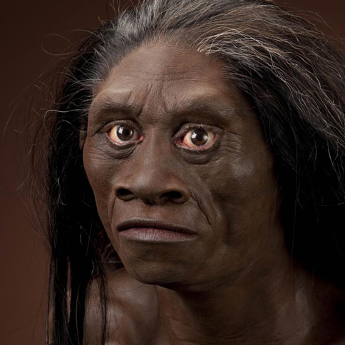 Homo floresiensis female based on skeletal remains LB1.