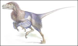 A typical dromaeosaurid dinosaur.