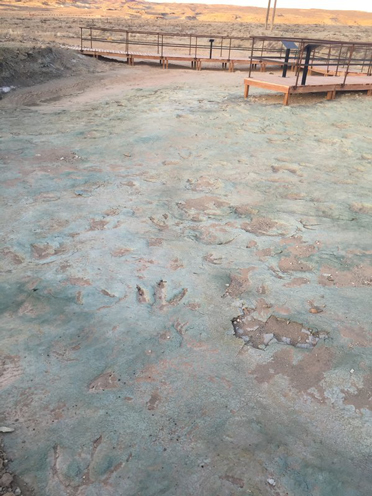 At least six different dinosaur tracks have been deciphered at Moab (Utah).