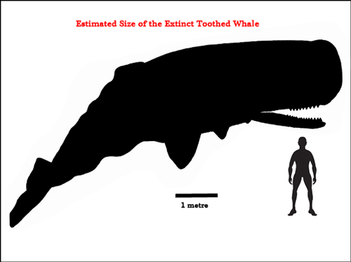 Estimated size of toothed whale based on the fossil tooth - around 18 metres.