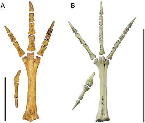 Sylviornis foot bones (left) compared to the extant, mould building Malleefowl of Australia (right).