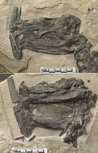 A = Dorsal view of Atopodentatus skull, whilst B = Ventral view of Atopodentatus skull.