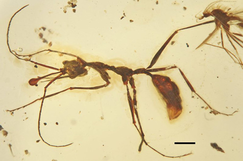 Ceratomyrmex ant fossil in amber