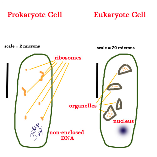 Simple diagram showing differences in Eukaryote cells and Prokaryote cells.