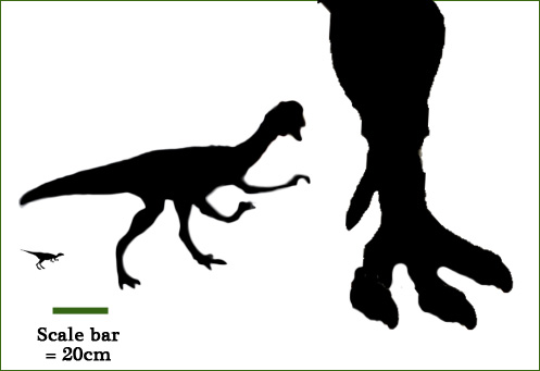 The ichnogenus Minisauripus compared to an oviraptorid and the hind foot of a Giganotosaurus.