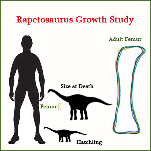 A baby Rapetosaurus provides fresh insight into Titanosaur growth and development (ontogeny).