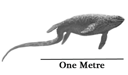 A scale drawing of Sclerocormus parviceps.