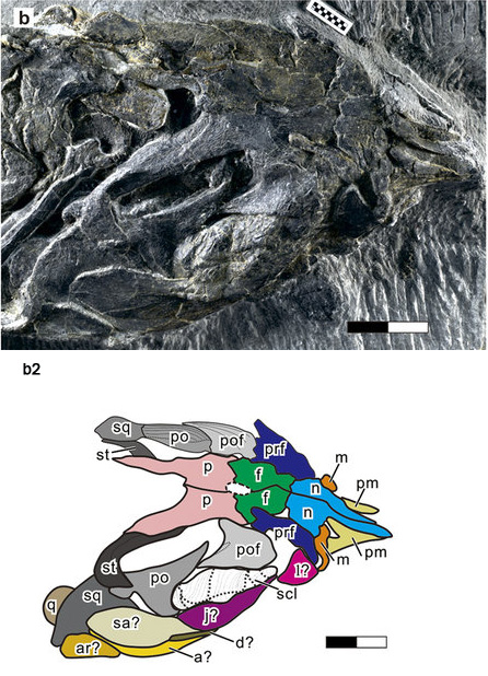 The skull of Sclerocormus parviceps (b) with an explanatory line drawing identifying individual bones (b2).