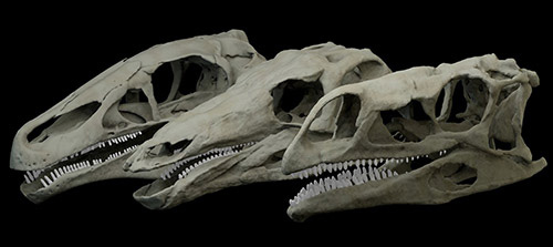 Dinosaur Skull Types