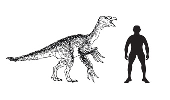 A scale drawing of the Theropod dinosaur Alxasaurus.