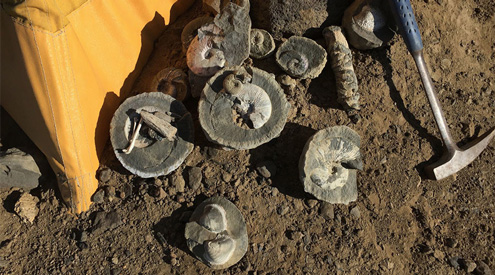 Spectacular fossils preserved in nodules found in Antarctica.