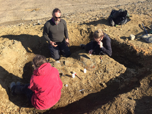 Palaeontologists carefully excavate the shoulder girdle of a Plesiosaur (James Ross Island).