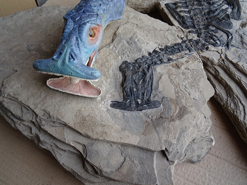 A model of Atopodentatus shown against the flattened skull fossil.