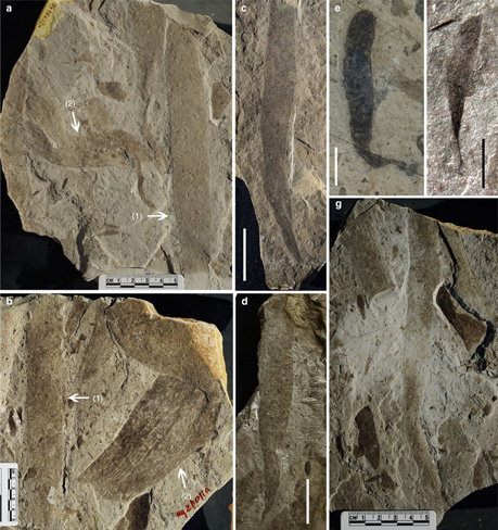 Examples of various eukaryotic communities preserved in the mudstones of the Gaoyuzhuang Formation.