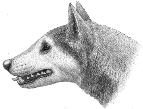An illustration of the Miocene canid Cynarctus wangi.
