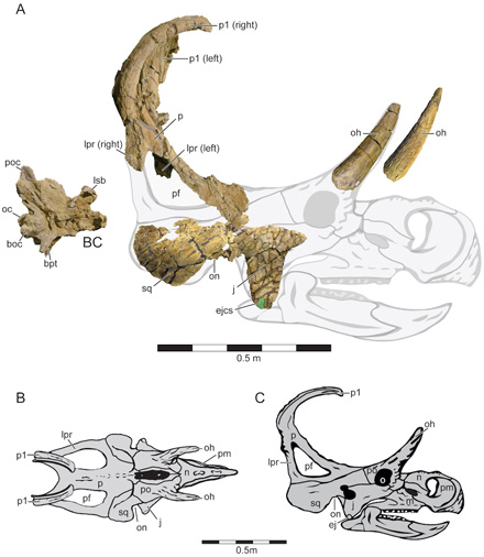 Machairoceratops fossils