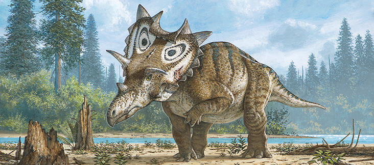 An illustration of the new species of horned dinosaur from Montana - Spiclypeus.