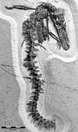 The fossilised remains of the ancient crocodile Susisuchus anatoceps.