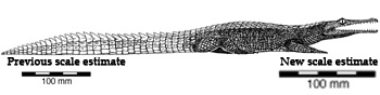 Susisuchus anatoceps scale drawing.