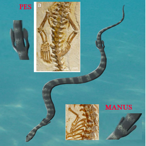 Tetrapodophis marine adaptations.