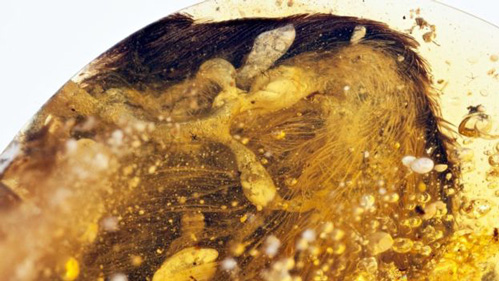 Feathers preserved in Burmese amber.