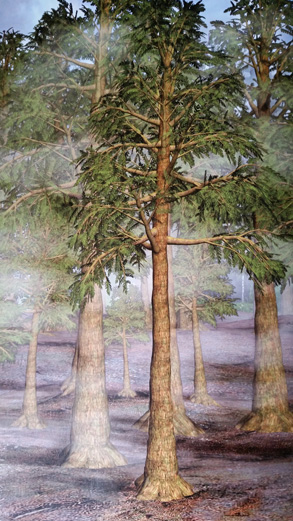 An illustration of the Devonian Tree Archaeopteris.