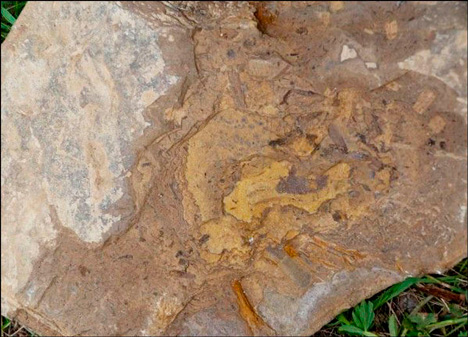 Preserved Kulindadromeus bones in a volcanic ash deposit.