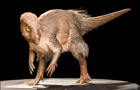 A scale model of the feathered dinosaur Kulindadromeus.