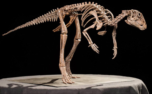 A replica of the skeleton of Kulindadromeus.