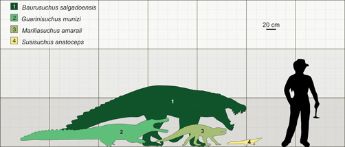 Scale comparison of Brazilian Cretaceous Crocodylomorpha.