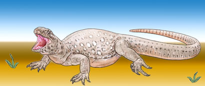 A drawing of Eunotosaurus.
