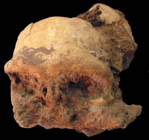 Homo erectus skull fossil.