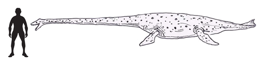 A drawing of the Plesiosaur Thalassomedon.