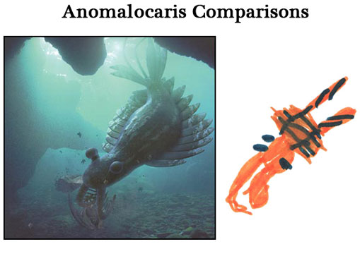 Anomalocaris comparison.