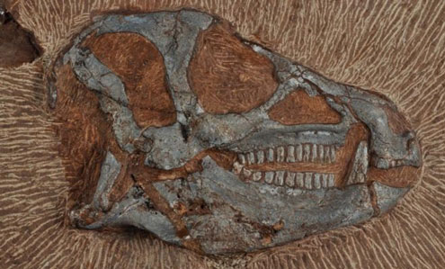 The South African Heterodontosaurus fossil skull.