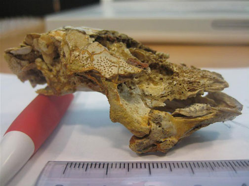 A Skull of the Lungfish Rhinodipterus.