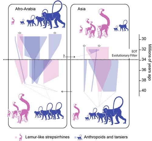 Global cooling changed primate evolution.