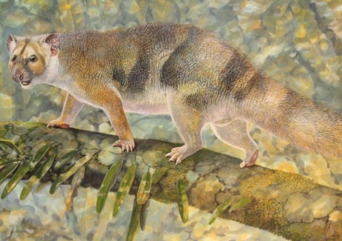 Newly described species of pygmy Marsupial Lion (Microleo attenboroughi)