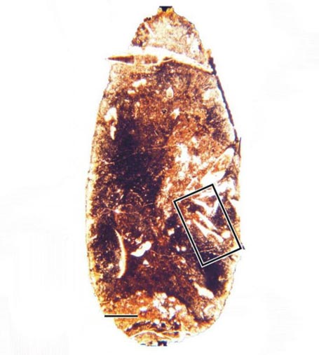 A polished section of Orthacanthus coprolite reveals evidence of cannibalism.