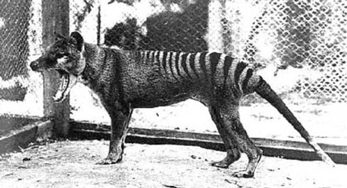 A photograph of a Thylacine.
